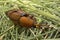 A Red-Palm Weevil with babies