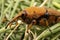 A Red-Palm Weevil with babies