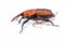 The red palm weevil Rhynchophorus ferrugineus isolated on white