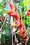 Red palulu heliconia flower, Heliconia bihai, tropical flower species, Teresópolis, Rio de Janeiro, Brazil