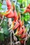 Red palulu heliconia flower, Heliconia bihai, tropical flower species, Teresópolis, Rio de Janeiro, Brazil