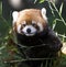 Red Panda