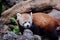 Red Panda