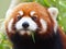 Red Panda