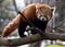 Red panda