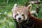 Red panda