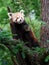 Red panda