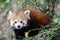 Red Panda