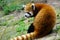 Red panda