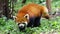 Red panda