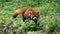 Red panda