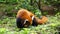 Red panda