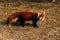 Red Panda