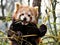 Red panda