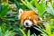 Red Panda