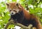 Red Panda