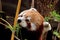 Red panda