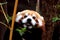 Red panda