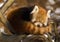 Red panda (Ailurus fulgens)