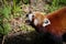 The red panda Ailurus fulgens