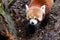 The red panda Ailurus fulgens