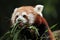 Red panda (Ailurus fulgens).