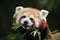 Red panda (Ailurus fulgens).