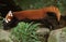 Red Panda, ailurus fulgens, Adult jumping from Rock