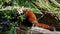 The red panda, Ailurus fulgens, also called the lesser panda