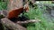 The red panda, Ailurus fulgens, also called the lesser panda and the red cat-bear