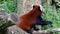 The red panda, Ailurus fulgens, also called the lesser panda and the red cat-bear