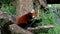 The red panda, Ailurus fulgens, also called the lesser panda and the red cat-bear