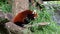 The red panda, Ailurus fulgens, also called the lesser panda and the red cat-bear