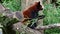 The red panda, Ailurus fulgens, also called the lesser panda and the red cat-bear