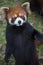 Red panda Ailurus fulgens, also known as Lesser Panda