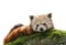 Red Panda Ailurus fulgens isolated