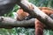 Red panda Ailurus fulgens. Lazy red panda bear in tree