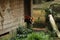 Red Panda & x28;Ailurus fulgens& x29; peering out from a rustic wooden shed in a natural outdoor setting