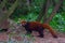 Red panda animal  Chengdu in China