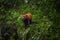 Red panda animal  Chengdu in China