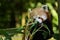 Red panda bamboo bite