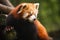 Red panda bear