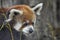 Red Panda Bear in long grass