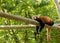 Red panda bear resting on a log, looking depressed and tired. Green forest in the background.