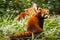 Red panda bears playing