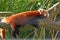 Red panda on a branch