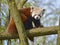 Red panda on branch