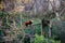 A red panda on a branch stands in a zoo