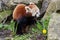 Red Panda in captivity