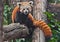 Red Panda cat bear -  cute little fluffy red animal similar to a raccoon from the mountainous areas of China climbs trees.